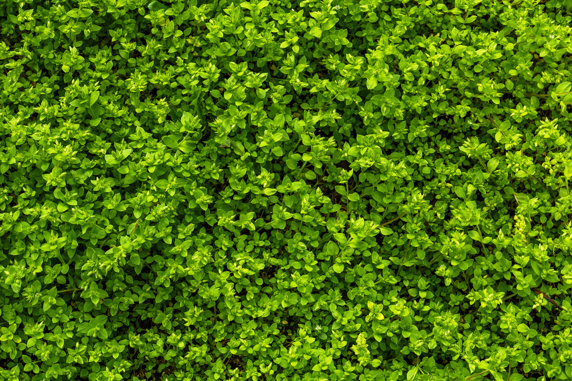 A Wall of Green Leaves